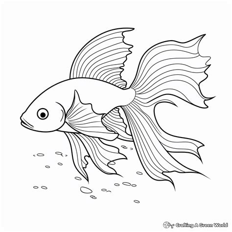 Betta Fish Coloring Pages Free And Printable