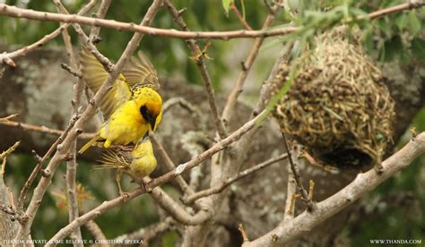 Birds Village Weavers Mating