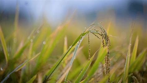 Dhan Farm Royalty-Free Images, Stock Photos & Pictures | Shutterstock