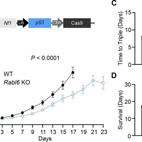 Rabl A Promotes Mpnst Growth In Nf Cdkn A Targeted Primary Mpnst Mouse