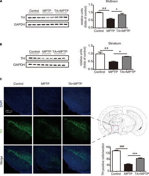 Frontiers Neuroprotection Against Parkinsons Disease Through The