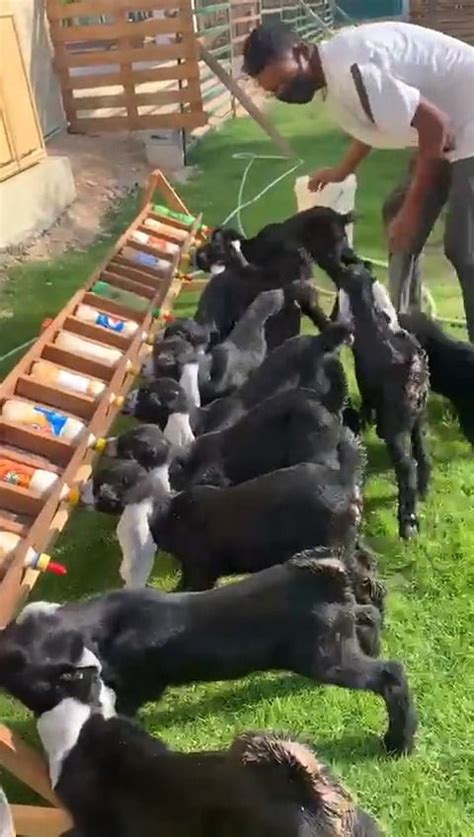 Lunch time! | Facebook | Cute animals, Animals beautiful, Cute baby animals