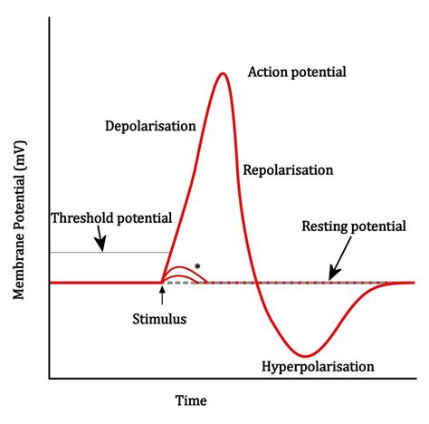 Action Potential Phases