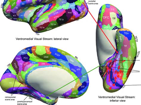 18 Effective Connectivity Of The Human Ventromedial Visual Cortical