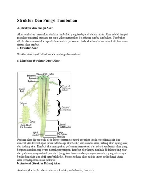 Biologi Struktur Dan Fungsi Tumbuhan | PDF