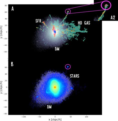 New Species Of Dwarf Galaxy In The Galaxy Cluster Ecosystem Aas Nova