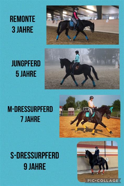 Entwicklung Des Dressur Pferdes Reitunterricht Und Beritt Ohne Rollkur