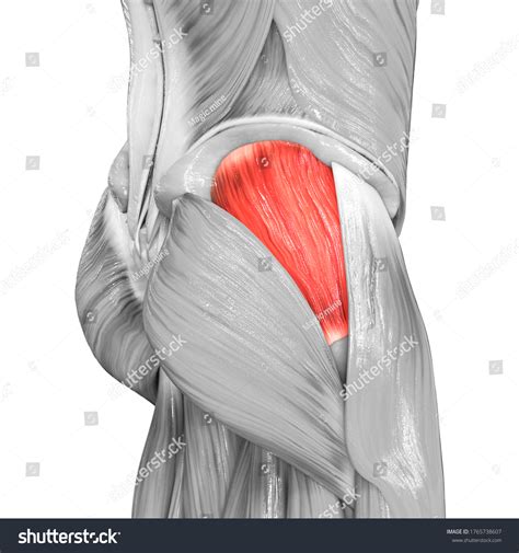 592 "gluteus medius" Images, Stock Photos & Vectors | Shutterstock