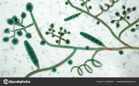 Fungi Trichophyton Mentagrophytes Illustration Showing Macroconidia ...