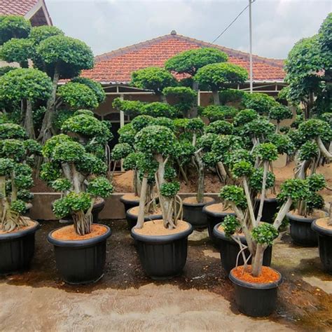 Jual Pohon Bonsai Beringin Korea Kab Tangerang Kiosbungaalam Tokopedia