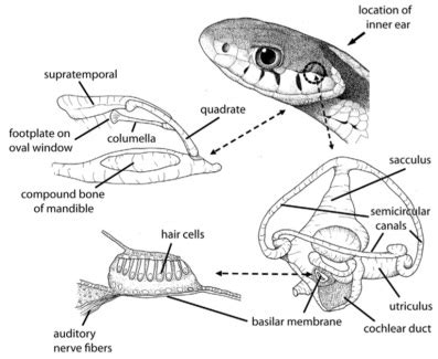 10 Things You Didn T Know About Snakes