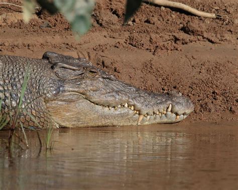 Saltwater Crocodile Habitat