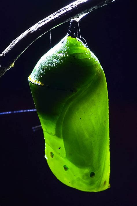 Monarch Butterfly Pupa Photograph by Brenda Becker | Fine Art America