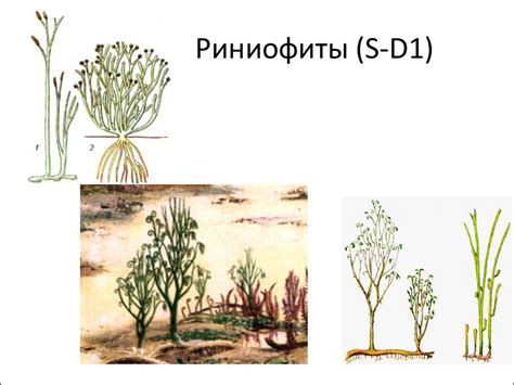 Риниофиты - презентация онлайн