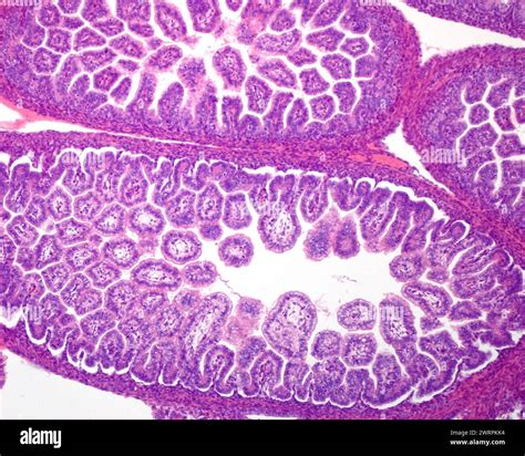 Foetal Small Intestine Light Micrograph Stock Photo Alamy