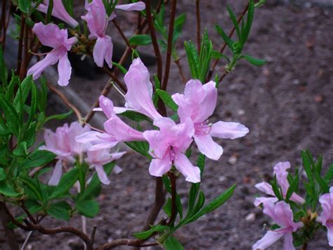 Forum Ogrodnicze Oaza :: Topic: Azalia kanadyjska 'Western Lights' (1/1)