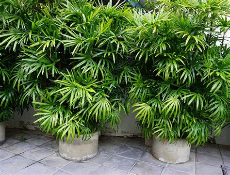 Bamboo Palm Guide How To Grow And Care For Chamaedorea Seifrizii