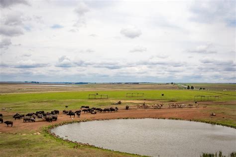 Herds of Animals in the Wild · Free Stock Photo