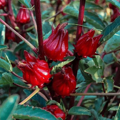 Regular Intake Of Sobolo Hibiscus Sabdariffa May Help Combat Primary