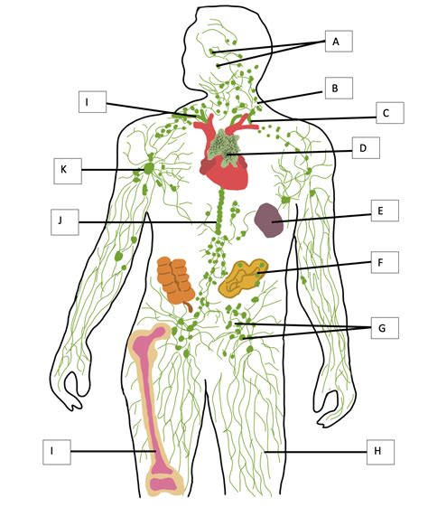 Lymphatic System Diagram Labeled Riverina Hand Therapy What Is So