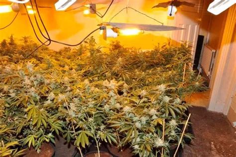 Pictures Show Massive Cannabis Farm Worth £800000 Found In Haydock Liverpool Echo