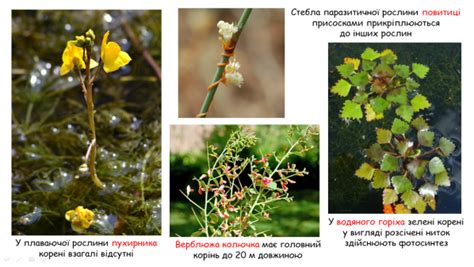 Урок "Будова і функції кореня"