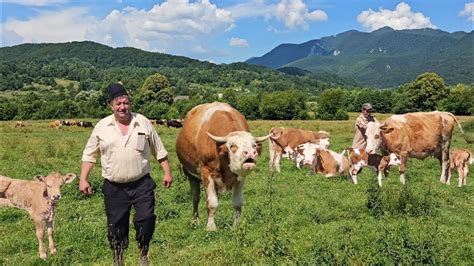 CIREADA DE VACI VITEI SI UN TAUR PERICULOS LA STANA DIN BUCEGI A LUI