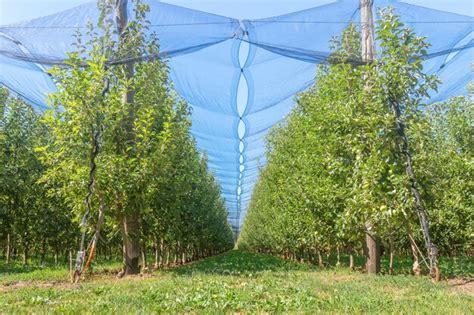 Premium Photo Apples In Orchard Apple Trees Ripe Apples