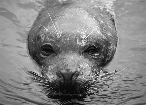 Seal in Black & White, photo file, #1381694 - FreeImages.com