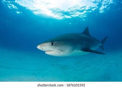 Majestic Tiger Shark Galeocerdo Cuvier Stock Photo 1876101592