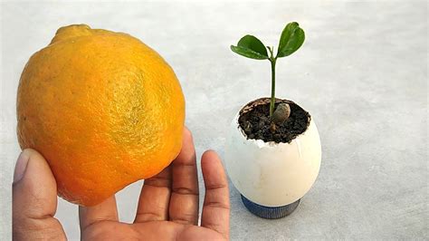 How To Grow Orange Seeds Easily In Egg Shell Grow Plants Faster From