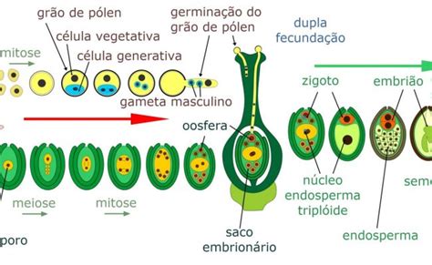 Angiospermas Caracteristicas Reproducao Tipos E Ciclos Dinosaurse