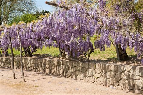 Glycine Planter Et Tailler Ooreka