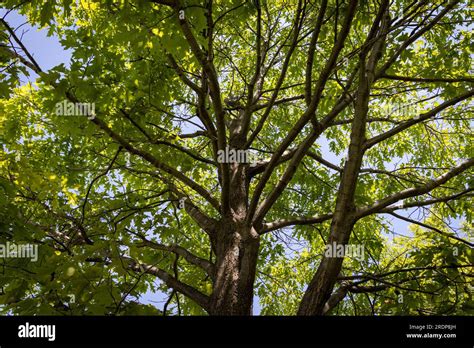 Sugar Maple Tree With A Thick Trunk And Spread Out Branches Bright