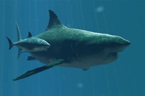 10 Interesting Facts About Megalodon