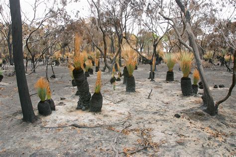 Understanding how fire shapes plants will help protect them | Pursuit