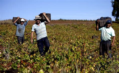 Concurso Del Vino De R Nquil Y Del Itata Profundo Altos Del