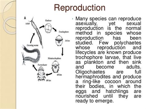 Annelids