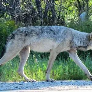 Great Plains wolf - Facts, Diet, Habitat & Pictures on Animalia.bio