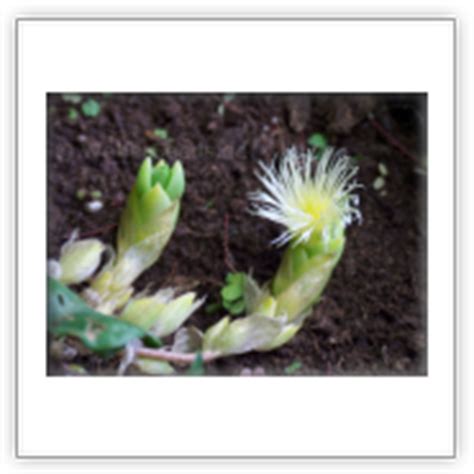 Sceletium tortuosum, Kanna, Channa, Kougoed - Seeds - plants - dried herbs