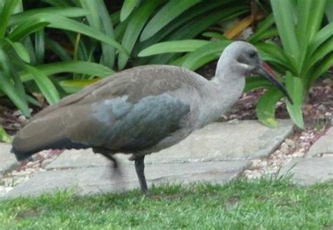 Hadada Ibis Ssp Hagedash Cape St Francis BioDiversity4All