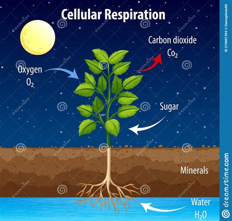 Diagrama Que Mostra O Processo De Respiração Celular Ilustração do