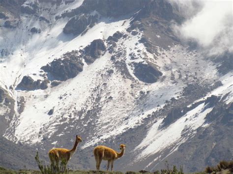 Mount Chimborazo Chimborazo Province Ecuador Anmeldelser