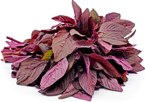 Health Benefits Of Amaranth Leaves Aaziban