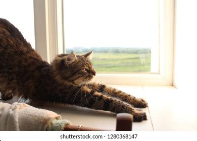 162 Stretching Baby Pussy Images Stock Photos Vectors Shutterstock