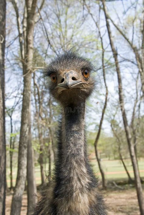 Crazy Emu Stock Photo Image Of Scary Giant Crazy Large 13082348