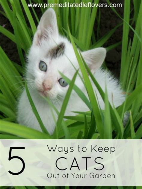 Ways To Keep Cats Out Of Your Garden