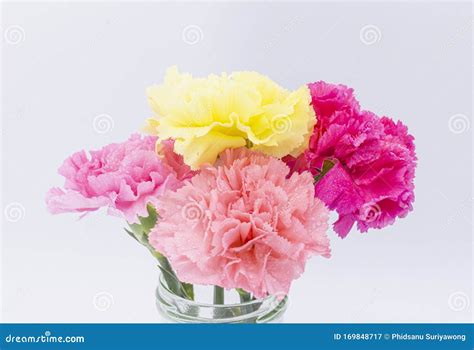 Pink Carnations Flower For Mother`s Day Stock Image Image Of Closeup