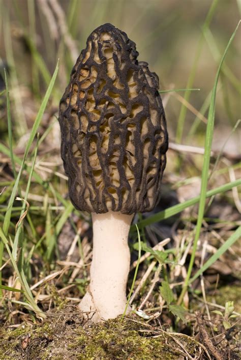 Chesapeakecuisine Morels Natures Reward For Enduring A Long Winter