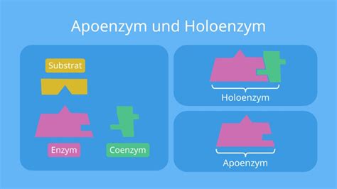 Enzyme Definition Aufbau Und Funktion